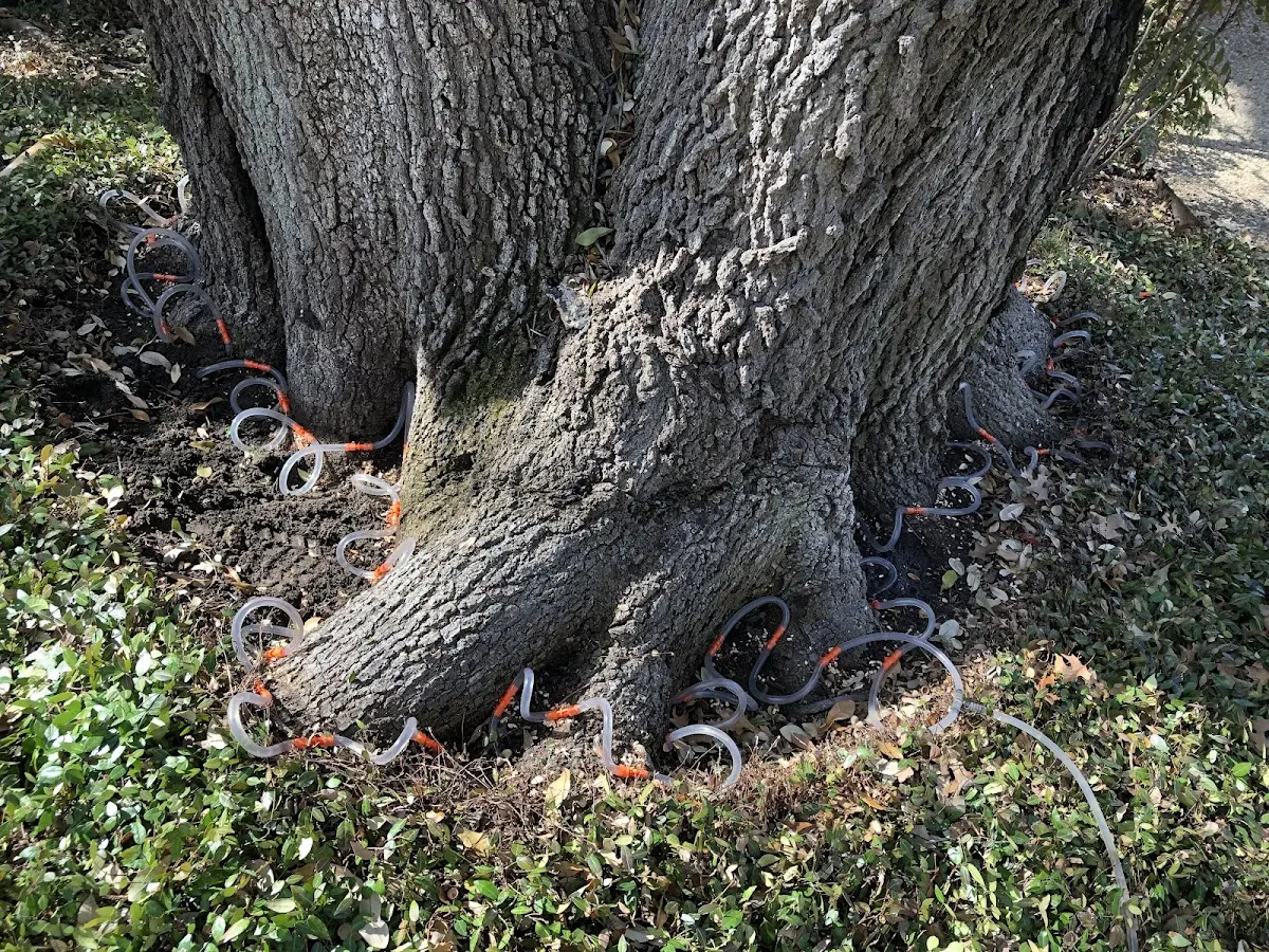 Detailed Tree Cabling and Bracing job site in Navarro
