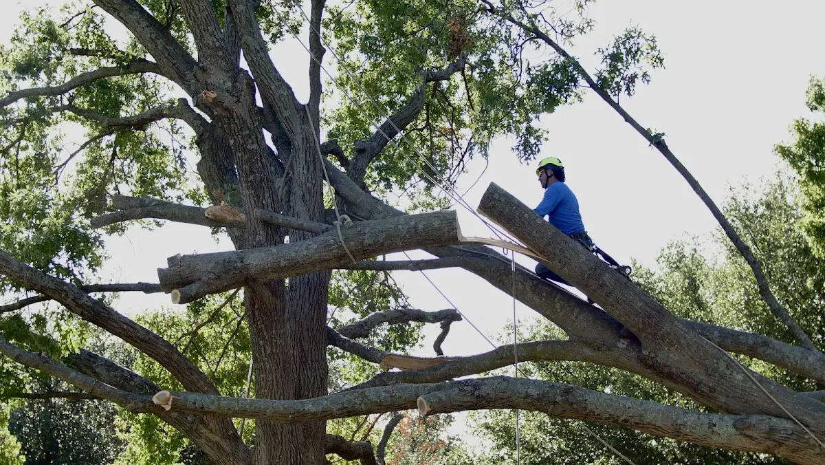 Professional Crown Thinning performed by certified arborists in Navarro